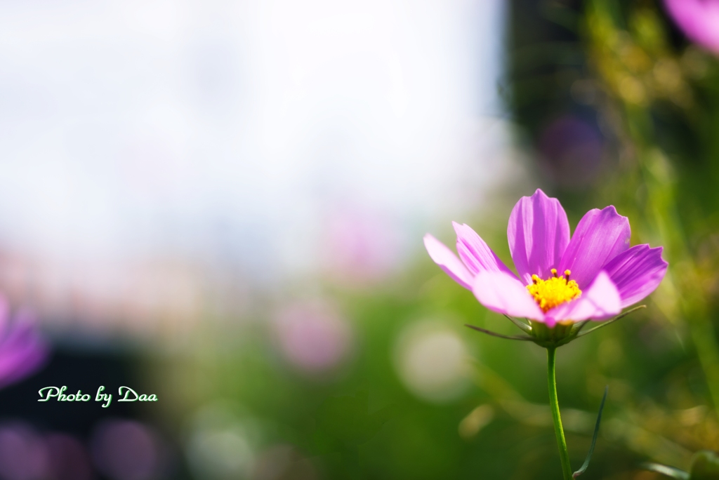 秋桜