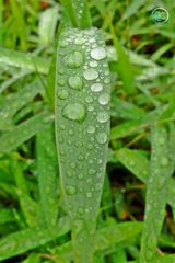 雨上がり（その７）
