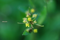 小さい小さい黄色い花