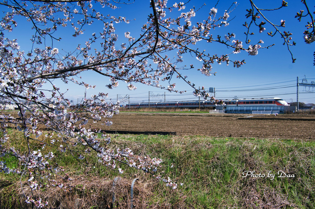 桜と１００系スペーシア「コーラルオレンジ」