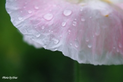 ポピーの花びらと雫