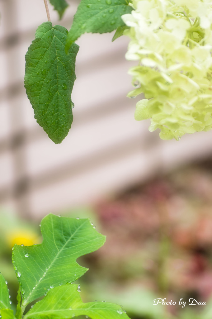 雫と葉と花と