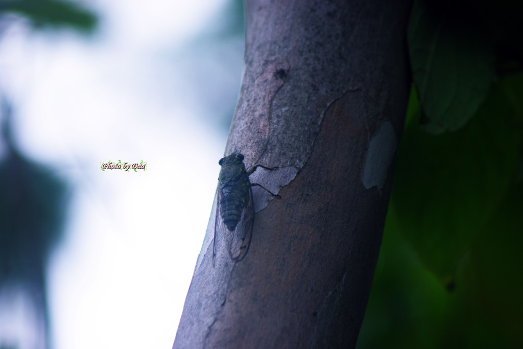 ツクツクボウシ