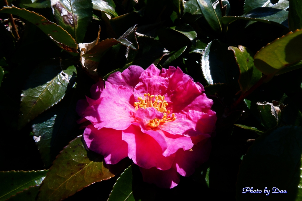 昼下がりの山茶花