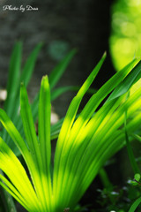 光とグラス（草）