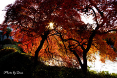 落日紅葉