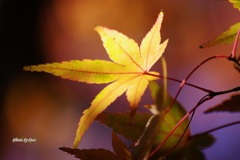 光～stained～もみじ６