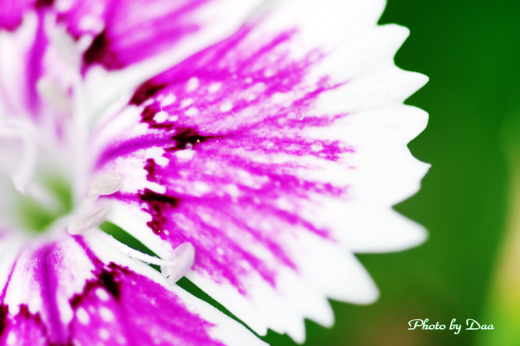 なでしこの花びら Ⅱ