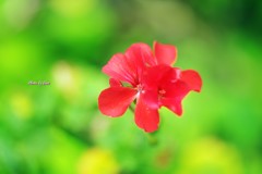 暑い中咲く（その１）