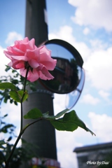 薔薇と鏡