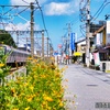 道路とキバナコスモスと電車