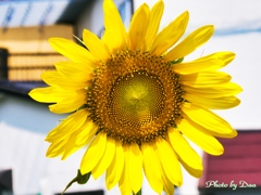 夏の花