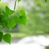 緑葉