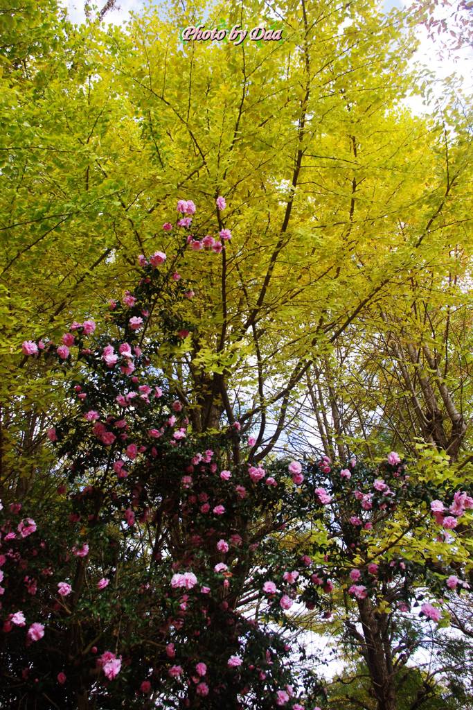 山茶花と銀杏