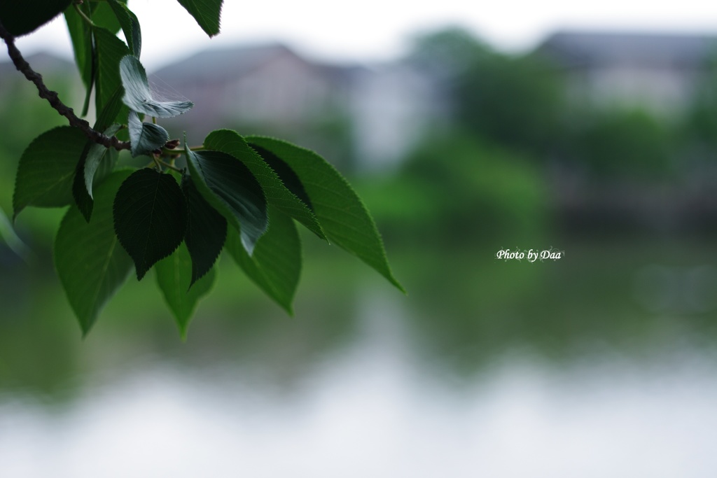 雨降り前の桜葉