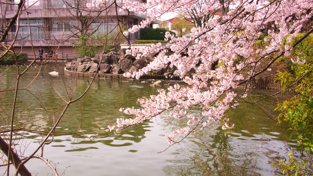 水辺の桜