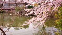 水辺の桜