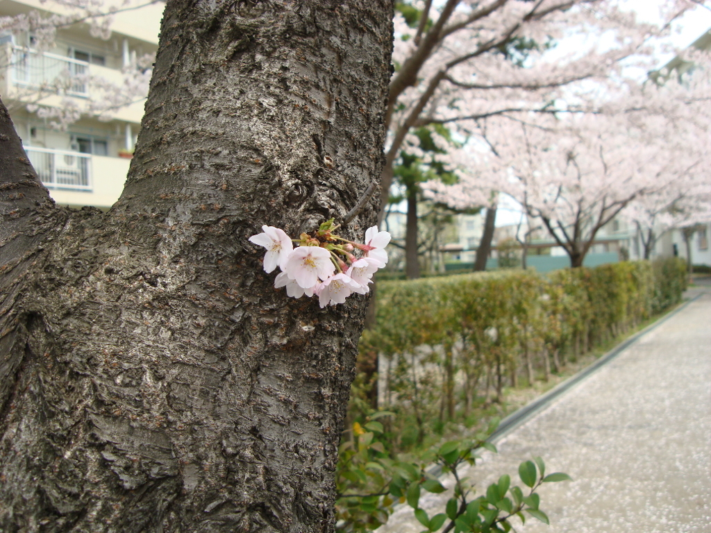 桜のブローチ