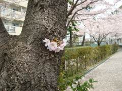 桜のブローチ