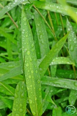 雨上がり（その４）