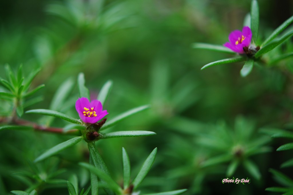 小さい小さい花二輪