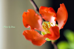 ミニ盆栽の花