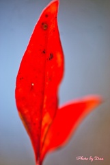 冬の赤い葉