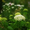 白紫陽花