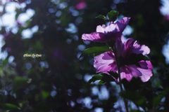 光花笠（その２）