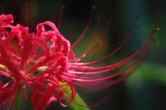 曼珠沙華