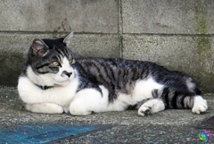 なにかにゃ? なにかにゃ?