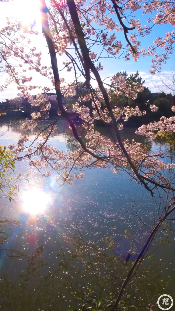 朝日と桜と池