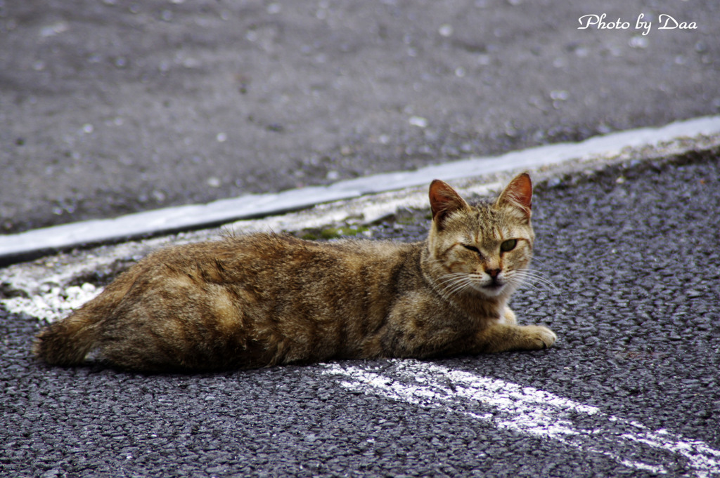 チーちゃんウインク