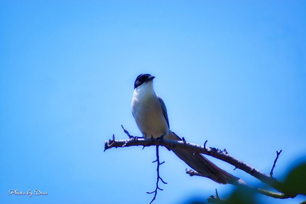 久しぶりの鳥撮り