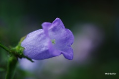 風鈴草一輪