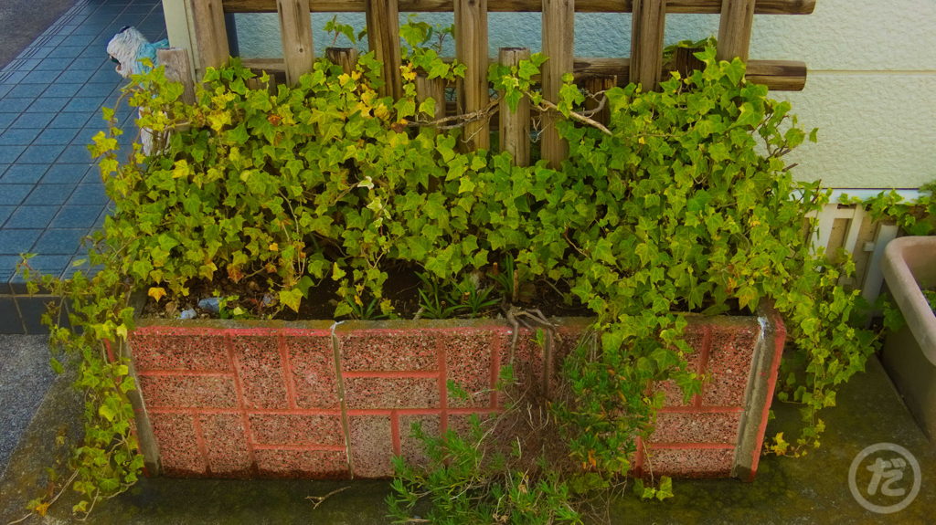 蔦の植木鉢
