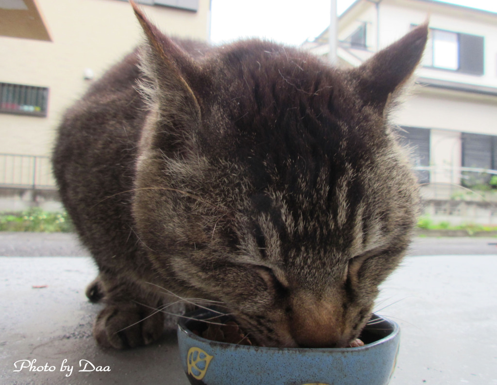 みーちゃんお食事中