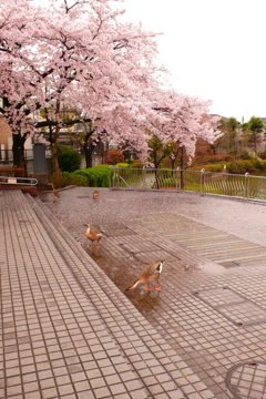 雁たちの花見 雁たちの花見