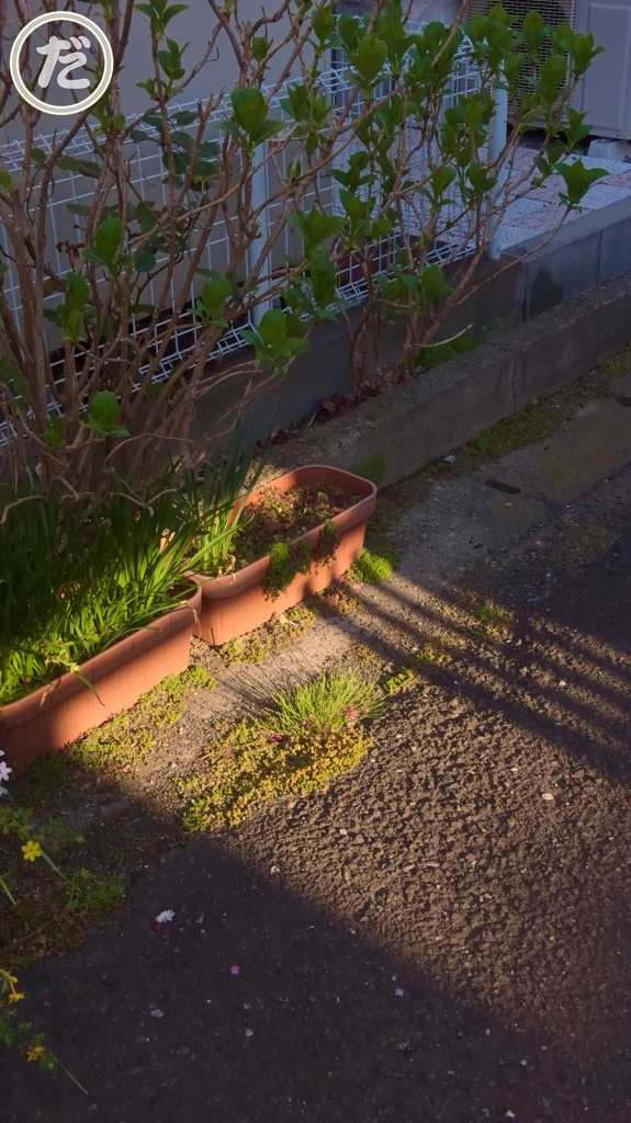 朝
