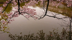 桜と水面と