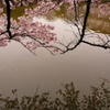 桜と水面と