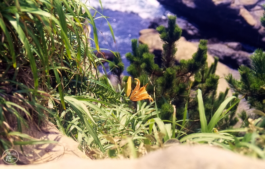 崖の花