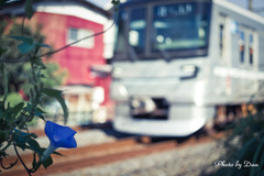 朝顔と電車