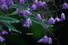 ８月の雨に打たれる