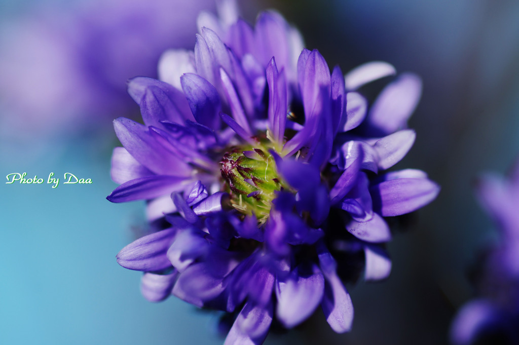 紫の花　Ⅱ