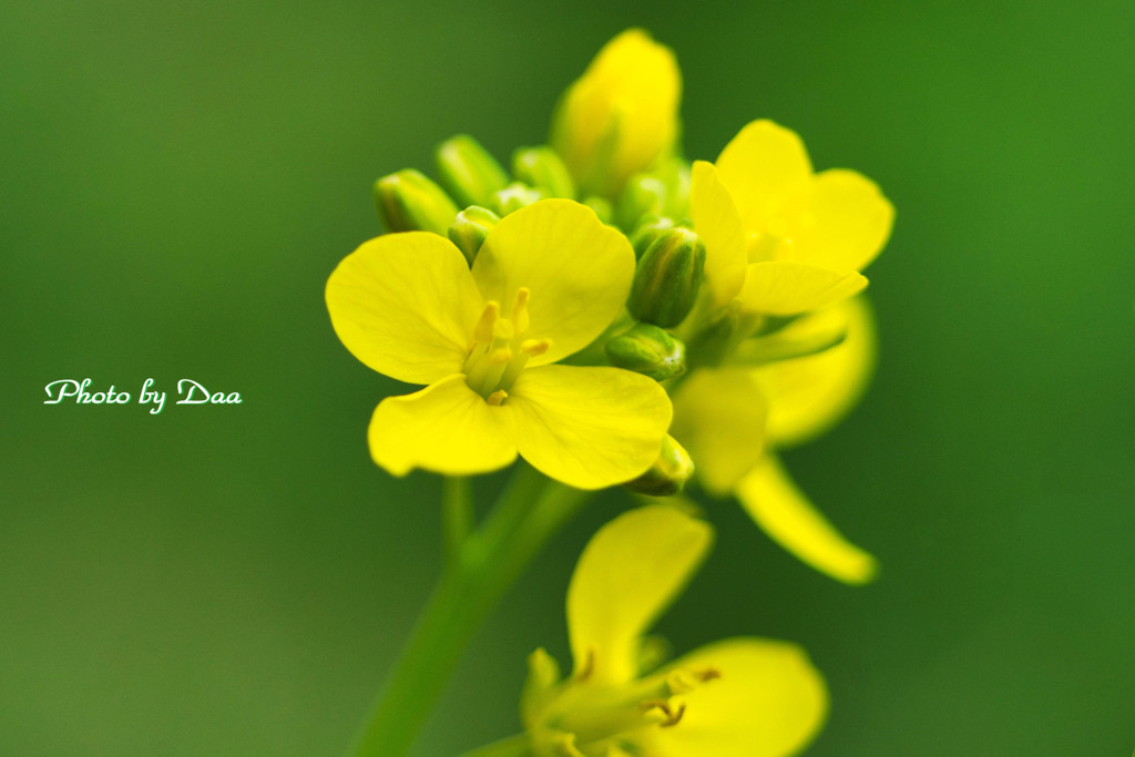 菜の花