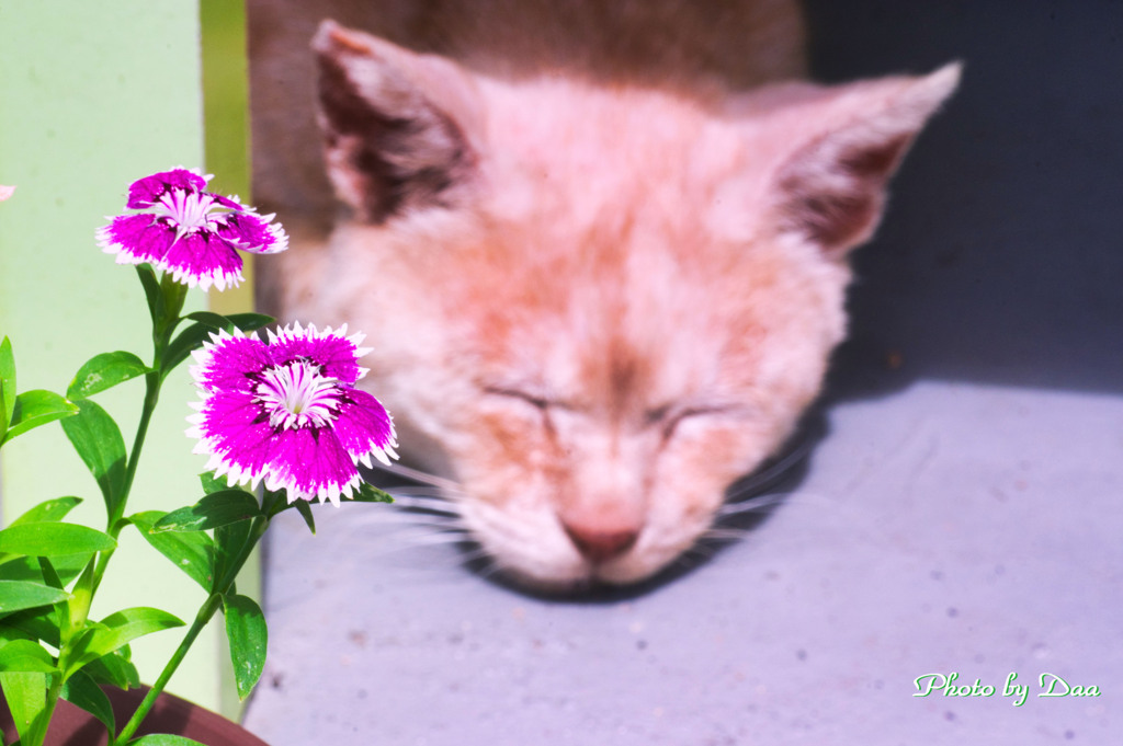 撫子と眠る猫