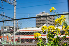 菜の花とりょうもう