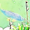 鯉を水彩鉛筆画像処理で