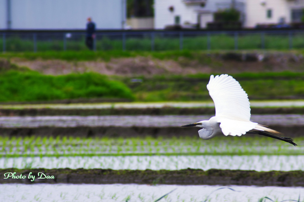 田んぼの上を飛びます